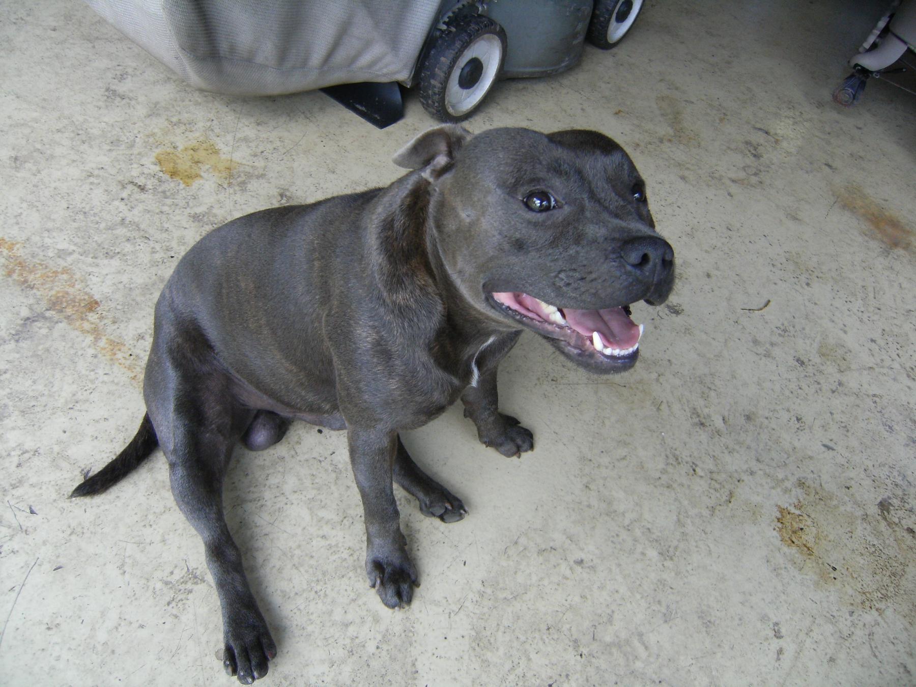 blue staffy x labrador