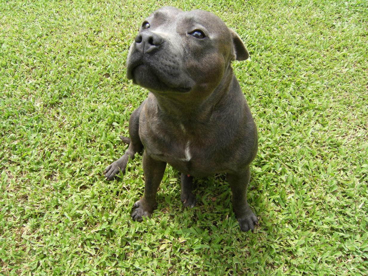 purebred-staffy-pups-for-sale