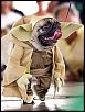 2012 Coleman Cup October 13 and 14 @ Wodonga-yoda-dog.jpg