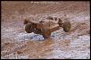 1/8 Offroad Buggy-buggy21110454.jpg