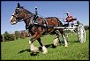 Whats the best 2wd buggy to start with?-2-angel-airgood-clydesdale-mare-450.jpg