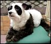 Associated RC12R5-panda-pooch.jpg