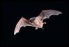 ALTOONA RACEWAY FORUM-2-brazilian_free-tailed_bat.jpg