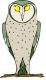 Green Owl Mini