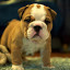 dozer2002