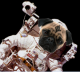 Astro Pug