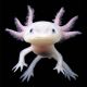 Angry_Axolotl's Avatar