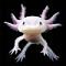 Angry_Axolotl's Avatar