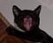 Big KAT's Avatar